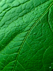 Close-up groen blad met nerven