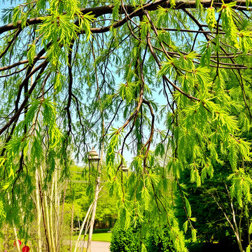 Green tree branches of agonis flexuosa in garden in the spring day