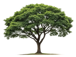 Rosewood tree png rosewood tree png tropical hardwood tree png botanical tree png natural plant png transparent background