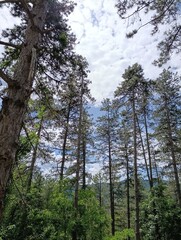 Fototapeta premium trees in the forest