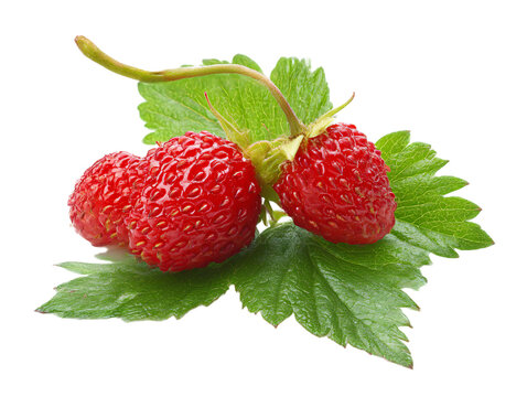 aspberries with leaves on png