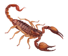 Scorpion png desert scorpion png arachnid insect png poisonous scorpion png animal close-up png transparent background