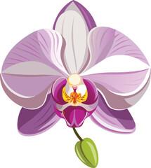 Orchid