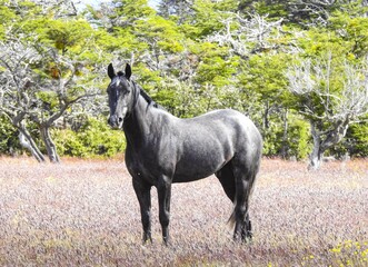 Caballo Negro