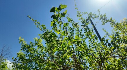 green grass against blue sky
