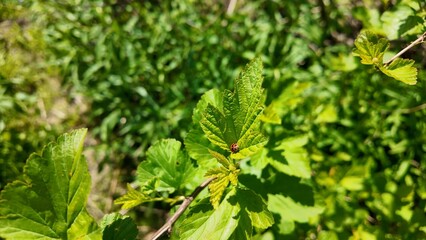 close up of green grass and a beetle
