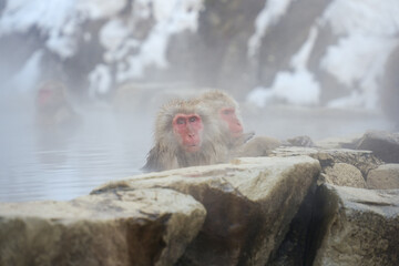 250120地獄谷野猿公苑