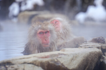 250120地獄谷野猿公苑