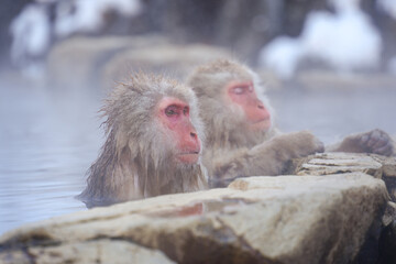 Naklejka premium 250120地獄谷野猿公苑