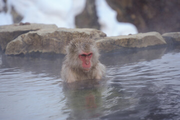 250120地獄谷野猿公苑