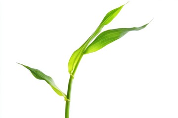 Green plant stem with leaves isolated on white background