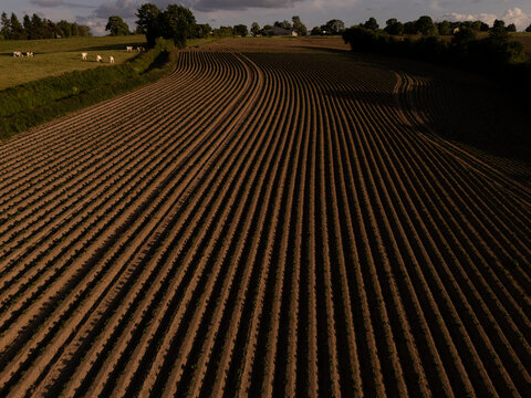 Aerial View of Agricultural Field at Sunset &ndash; Neatly Aligned Crop Rows in Golden Light  potatoe field