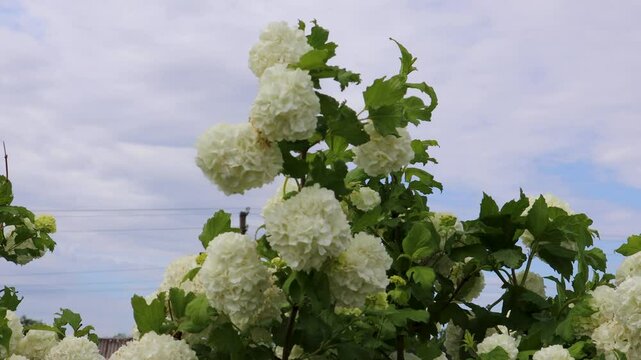 White flowers of Viburnum opulus Roseum growing against cloudy sky