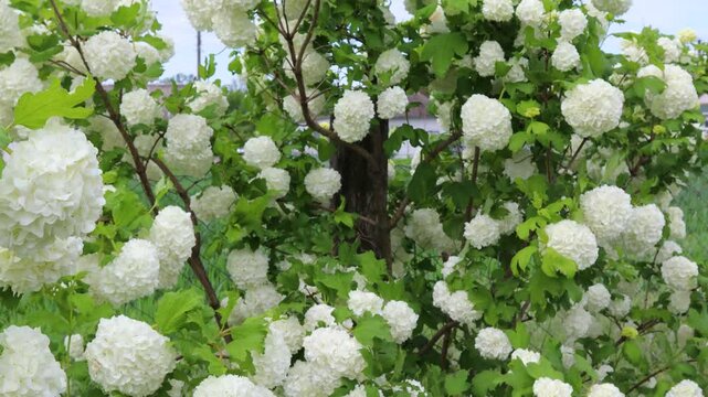 White flowers of viburnum buldenezh growing in the garden