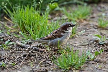Small brown and gray house sparrow standing on the ground amidst green grass and dry twigs