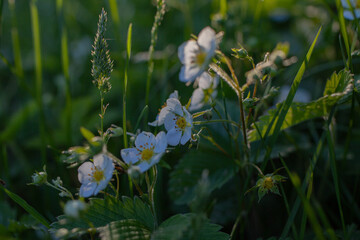 Wild flowers, beautiful nature photo, spring awakening, pollinated plants.