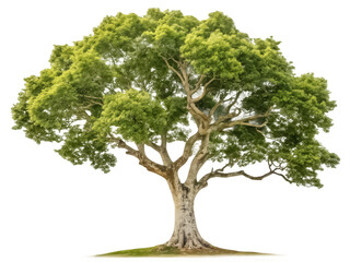 Sycamore tree png large tree png broadleaf tree png shade tree png tall tree png forest plant png transparent background image