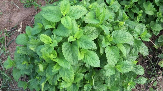 Lemon balm growing in six sequential frames