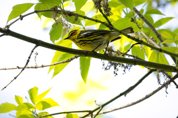 Cape May Warbler Setophaga tigrina perched on a branch hidden in the shade of the canopy