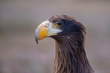 Steller's Sea-Eagle, Haliaeetus pelagicus, also known as Pacific sea eagle portrait. An immense eagle with large head and massive orange bill to match. 