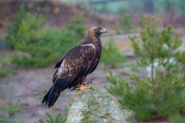 Golden eagle Aquila chrysaetos wildlife prey nature predator beautiful animal beautiful sighting ornithology Europe