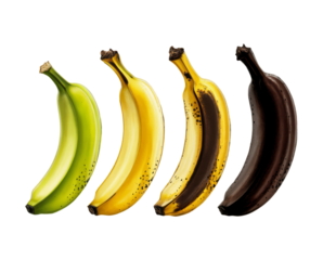 composite image presenting the lifecycle of a banana