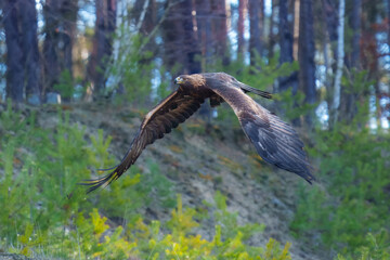 Golden eagle (Aquila chrysaetos), adult, flying, in autumn, Šumava, Czech Republic, Europe