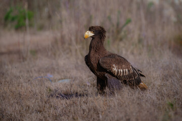 Steller's Sea-Eagle, Haliaeetus pelagicus, also known as Pacific sea eagle portrait. An immense eagle with large head and massive orange bill to match. 