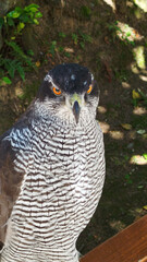 Mobile photo of close-up view of a hawk, showcasing its detailed feather patterns and striking colors. The bird's elegant profile and vibrant plumage highlight its natural beauty and grace.