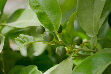 Small green unripe lemon fruit germs growing on a tree close up