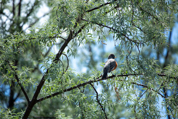 Utah bird on lush green tree