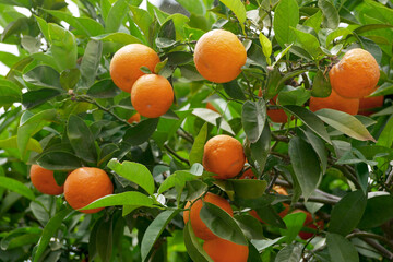 Ripe orange fruits growing on an orange tree in Greece