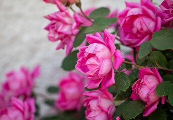 Pink roses bush close up
