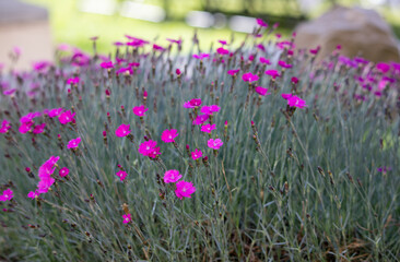 Purple flowers striking colour
