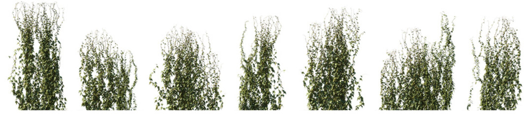 Climbing creeper ivy plant isolated png on transparent background premium cutout. Creepers branches...