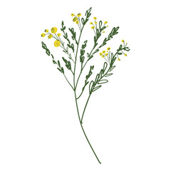 Little yellow wild flowers color stroke