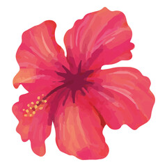 Floral pink hibiscus design watercolor © Vexels