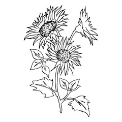 Sunflower line art