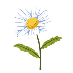 Fototapeta premium Daisy flat white flower