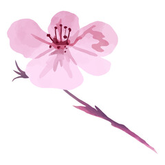 Pink cherry blossom flower