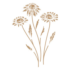 Obraz premium Three daisies