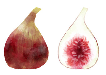 いちじくのイラスト　手描き　水彩風