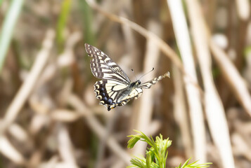 飛翔するアゲハチョウ
