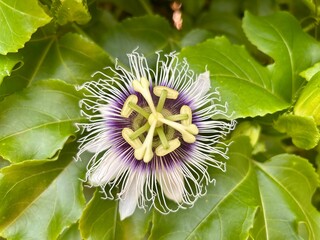 close-up of passion fruit flower