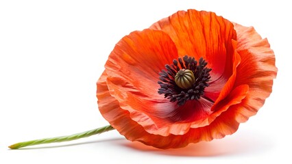 poppy flower isolated on white