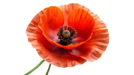 poppy flower isolated on white