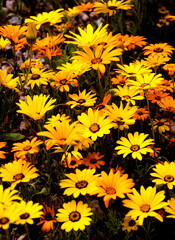yellow and orange African daisies