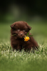 cute chocolate spitz puppy holding a yellow flower while sitting on a green lawn