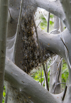 Ermine moth larvae gathering to pupate on a prunus padus tree.