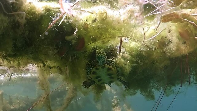 A red-eared slider &ndash; Trachemys scripta elegans under submergedunder the water&rsquo;s surface in a calm freshwater setting